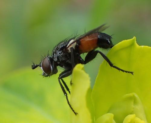 Besseria anthophila